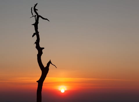 Stark outline of tree against sunrise on Skyline Drive in Virginia