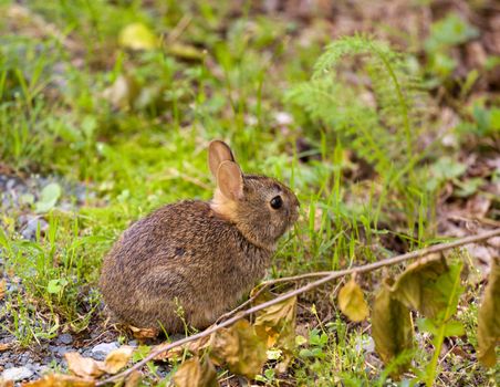 Cute small baby rabbit on forest floor in grassy area