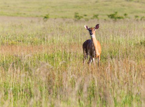Big Meadow in the national park off Skyline Drive in Shenandoah valley Virginia is home to many white tailed deer