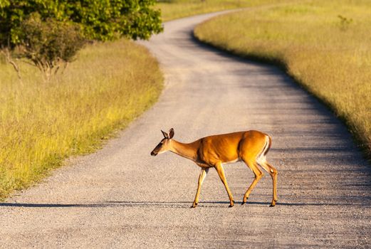Big Meadow in the national park off Skyline Drive in Shenandoah valley Virginia is home to many white tailed deer
