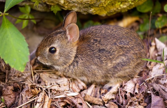 Cute small baby rabbit on forest floor in grassy area