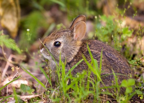 Cute small baby rabbit on forest floor in grassy area