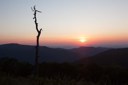 Stark outline of tree against sunrise on Skyline Drive in Virginia