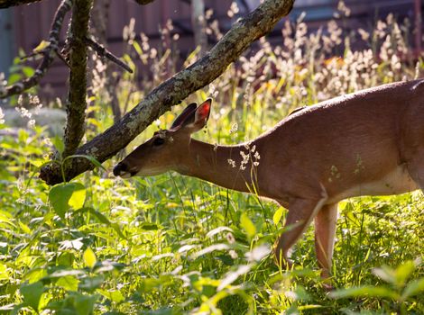 Big Meadow in the national park off Skyline Drive in Shenandoah valley Virginia is home to many white tailed deer