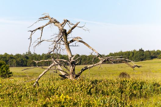 Gnarled old tree on the Big Meadow at Skyline drive in Virginia