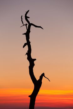 Stark outline of tree against sunrise on Skyline Drive in Virginia