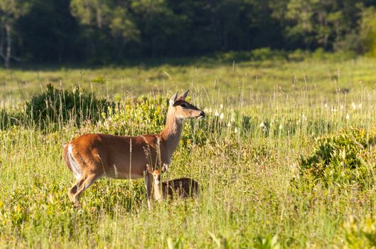 Big Meadow in the national park off Skyline Drive in Shenandoah valley Virginia is home to many white tailed deer