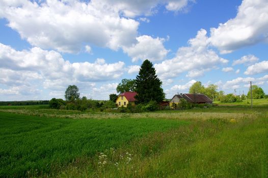 Rural landscape with the cloudy sky and green plants