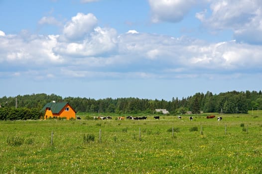 Cows grazing in a green pasture on sustainable small scale farm