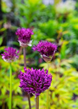Purple Allium Flower in focus with background of other and green soft focus