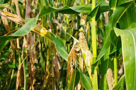 Drought Damaged Cornfield effects of prolonged hot dry weather and diseases of plants. .