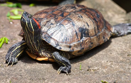 tortoise in the jade emporer pagoda in vietnam