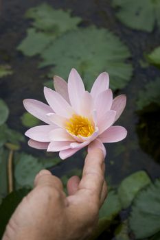 A hand holding a water lily.