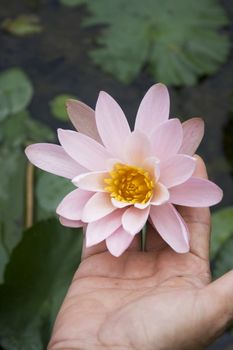 A hand holding a water lily.