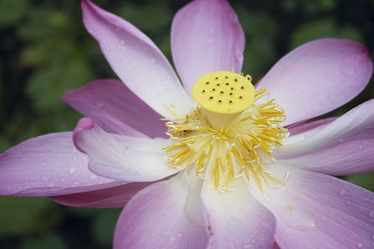 Close-up of a lotus with water drops. Lotus is a holistic sign in eastern religion.