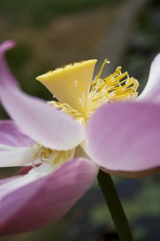 Close-up of a lotus. Lotus is a holistic sign in eastern religion.