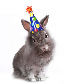 Furry Grey Rabbit With a Birthday Hat On