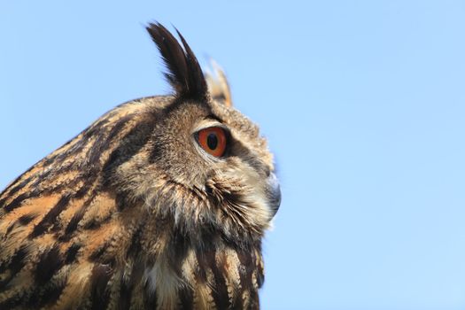 Close-up image of an eagle owl against a blue background.