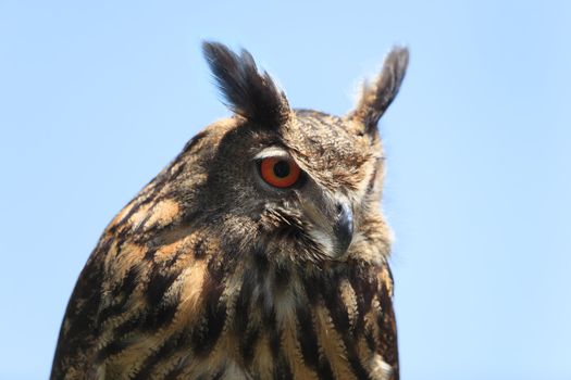Close-up image of an eagle owl against a blue background.