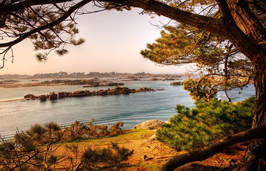 Nice late afternoon view from a shady forest of pine trees, over the sunny rocks of Pink Granite Coast in Brittany, in the northwest part of France.
