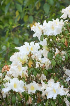 Rhododendron Persil - white flowering bush