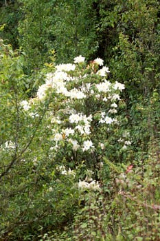 Rhododendron Persil - white flowering bush