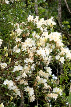 Rhododendron Persil - white flowering bush