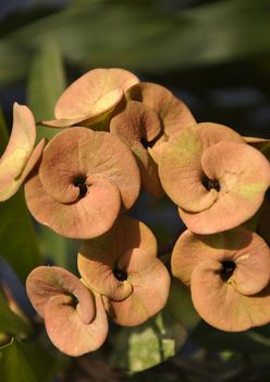 A Beautiful Bunch of Euphorbia in Bloom