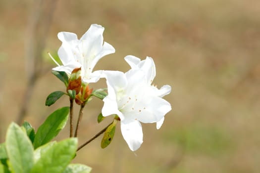 Rhododendron Persil - white flowering bush