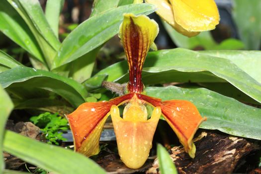 beautiful yellow orchid