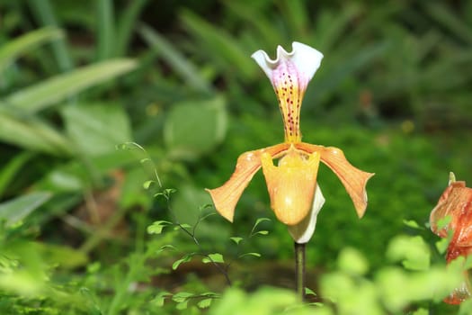 beautiful yellow orchid