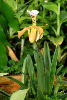 beautiful yellow orchid