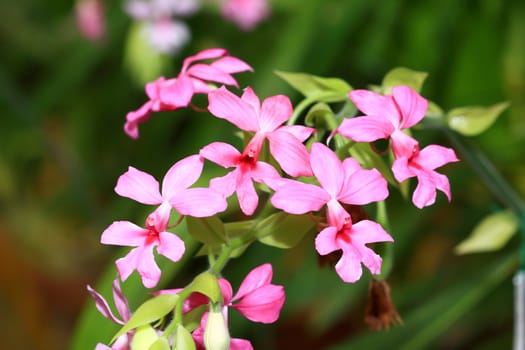 Wild orchids and a garden