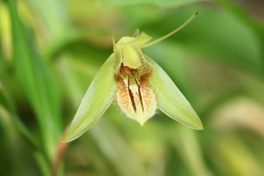 beautiful yellow orchid