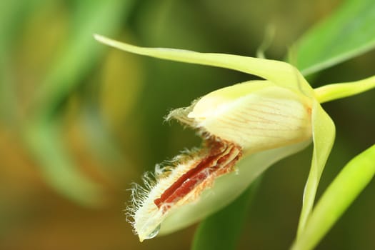 beautiful yellow orchid