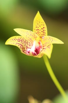 Wild orchids and a garden