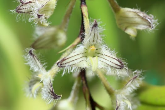 Wild orchids and a garden