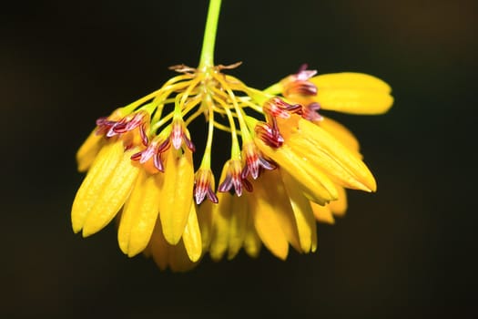 beautiful yellow orchid