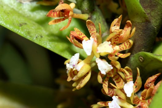 Wild orchids and a garden