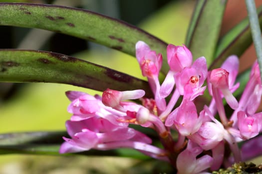 Wild orchids and a garden