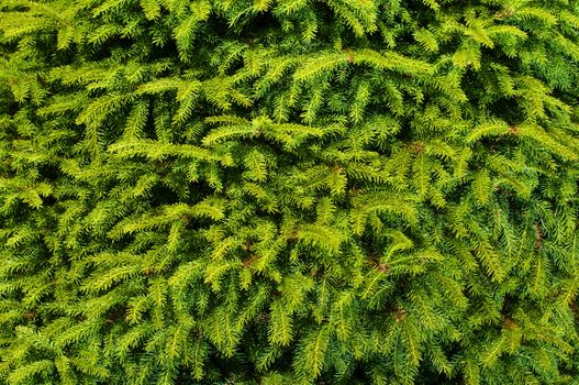 fir branches background 