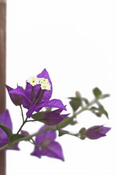 Bougainvillea Flowers on white background. selective focus on flower in the foreground.