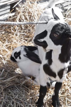  Young black and white goatling and rabbit in the hay