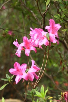 Blooming Pink Rhododendron (Azalea) selective focus