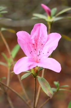 Blooming Pink Rhododendron (Azalea) selective focus