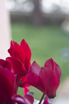 Red and purple cyclamen.selective focus on flower in the foreground