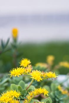 yellow flowers of a succulent plant. (selective focus on flowers in foreground)