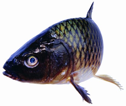 Fish (carp)