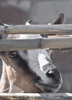 portrait of a young goat in the reeds