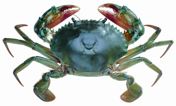 Animal Crab